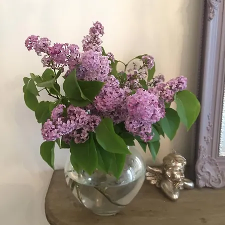 Petit Prince, Bed & Breakfast Ghent